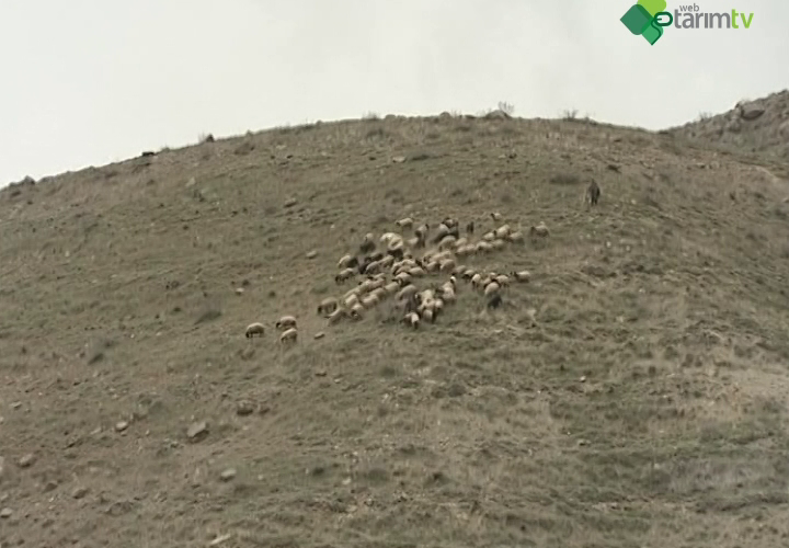 Hamdani Koyunu ve Siirt Keçisi