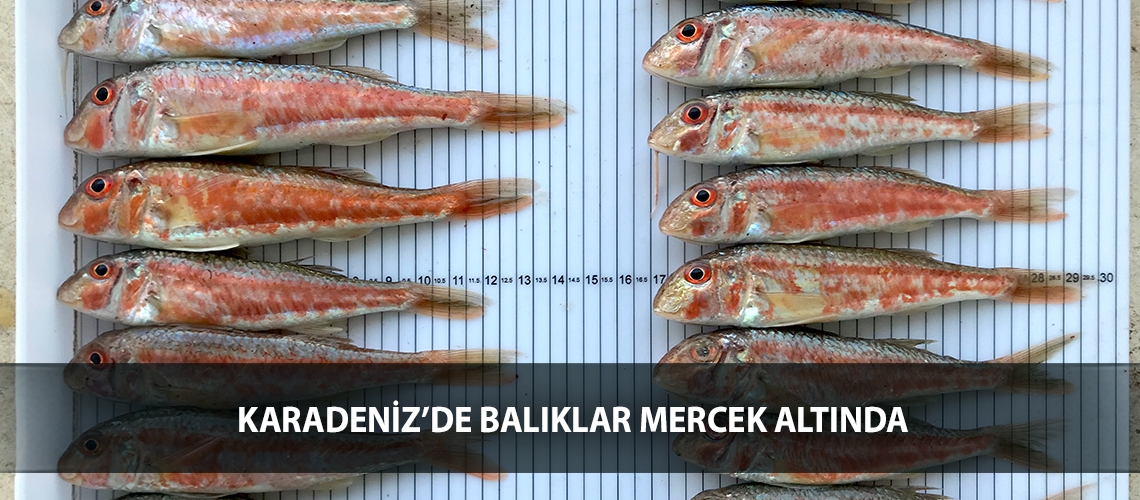 Karadeniz’de balıklar mercek altında