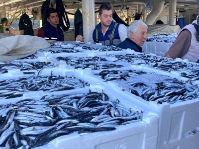 Büyüyen hamsiler Karadeniz’e bolluk getirdi