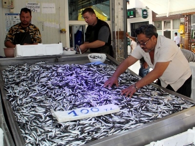 Hamsi avcılığının verimli başlaması umut oldu
