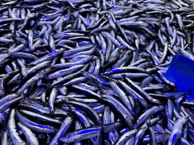 Hamsinin geleceği bilinçli avcılıkla mümkün