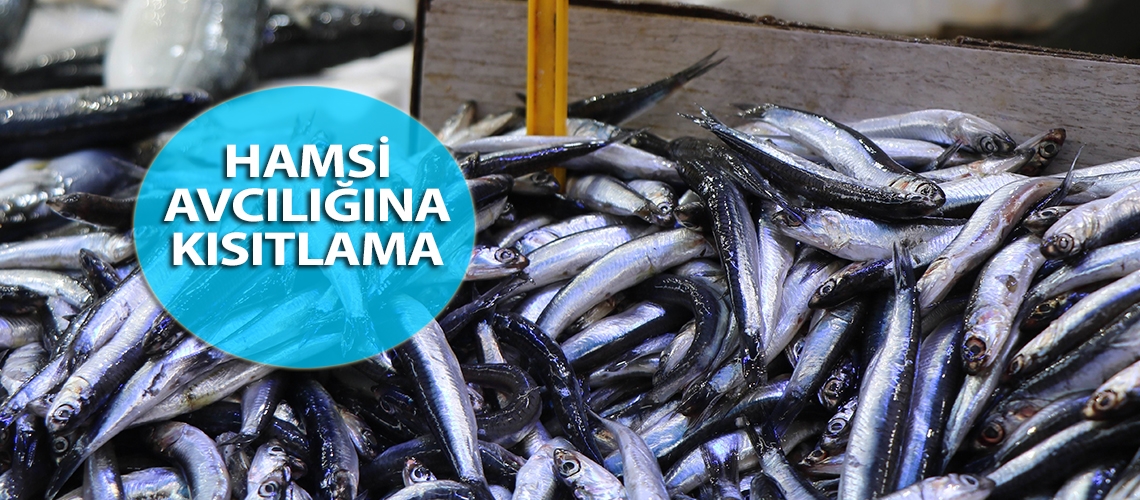 Hamsi avcılığına kısıtlama