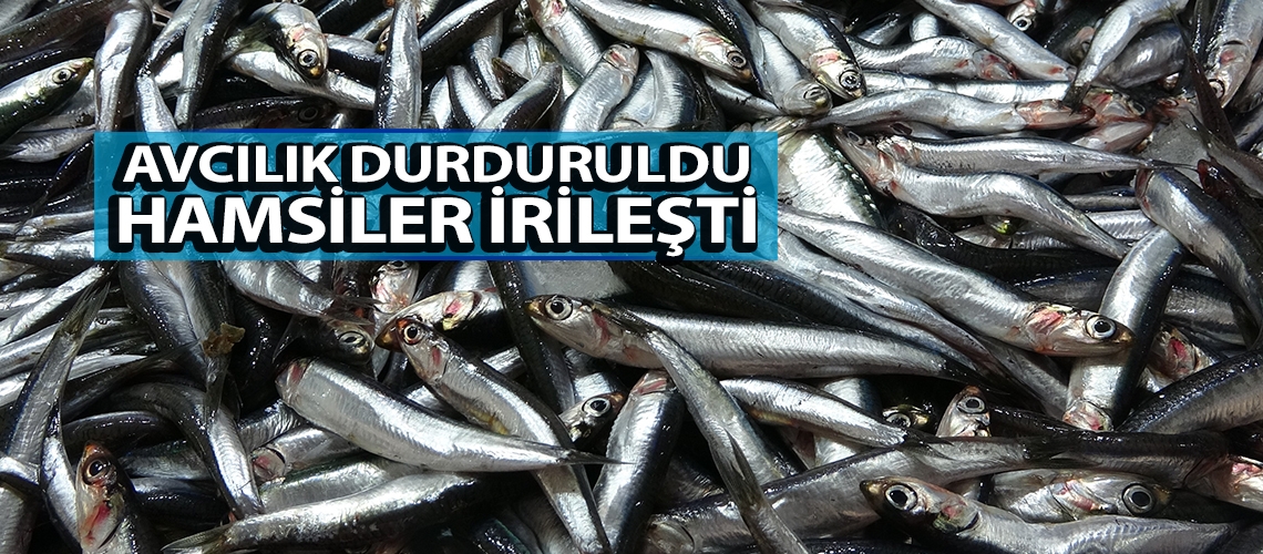Avcılık durduruldu hamsiler irileşti