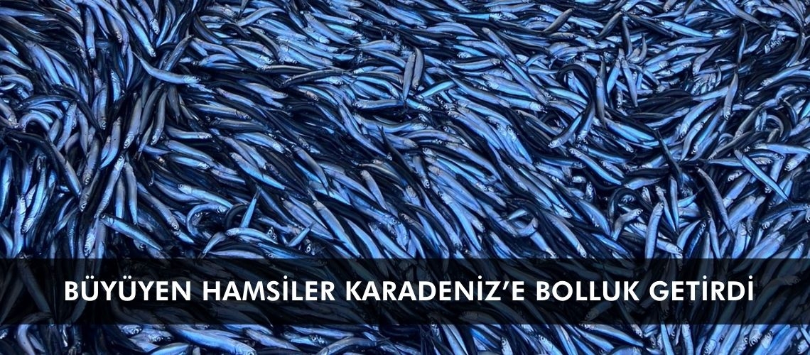 Büyüyen hamsiler Karadeniz’e bolluk getirdi