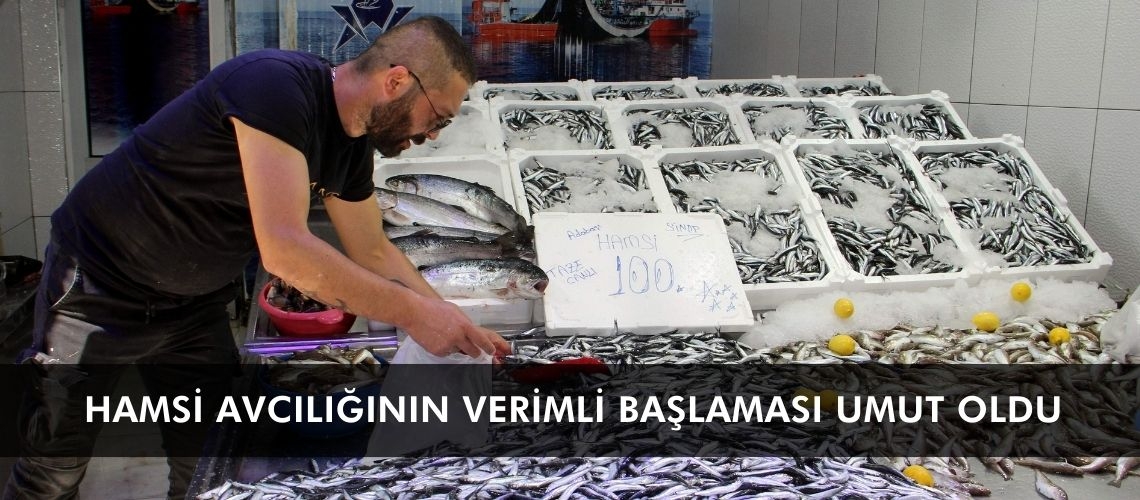 Hamsi avcılığının verimli başlaması umut oldu
