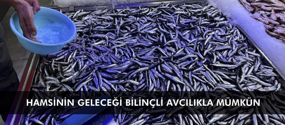 Hamsinin geleceği bilinçli avcılıkla mümkün