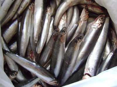 Hamsi artık “Karadeniz hamsisi”