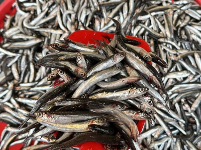 Hamsi avcılığına kısıtlama