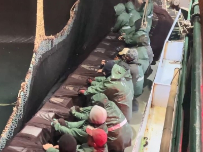 Hopa’da yoğun hamsi mesaisi