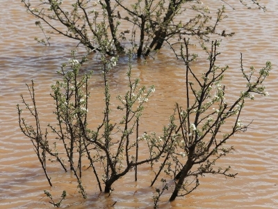 Yağış tarım alanlarında hasara neden oldu
