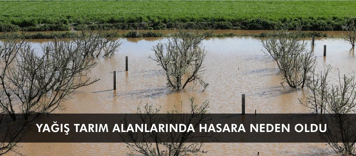 Yağış tarım alanlarında hasara neden oldu