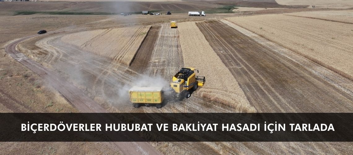 Biçerdöverler hububat ve bakliyat hasadı için tarlada
