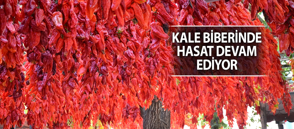Kale biberinde hasat devam ediyor