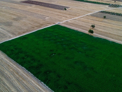 Hasat sonrası görsel şölen