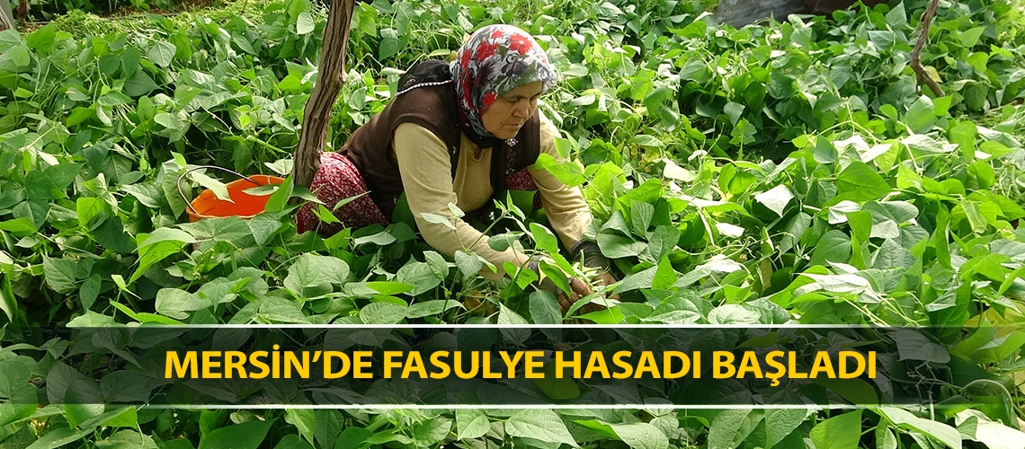 Mersin’de fasulye hasadı başladı