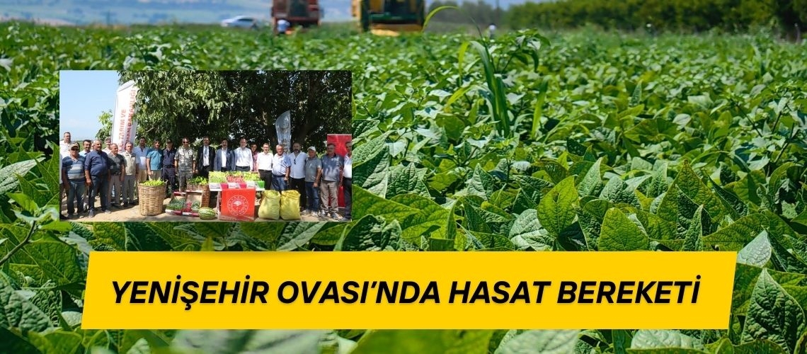 Yenişehir Ovası’nda hasat bereketi