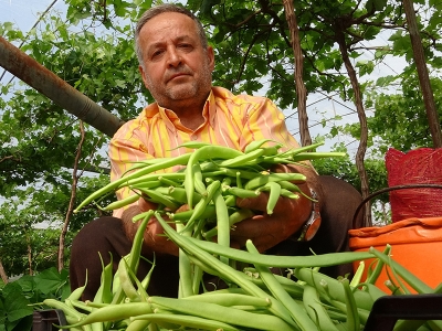 Mersin’de fasulye hasadı başladı