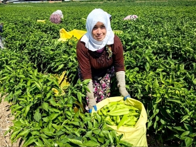 Yenişehir Ovası’nda hasat bereketi