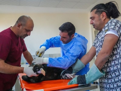 Yaban hayvanları bu merkezde hem iyileşiyor hem barınıyor