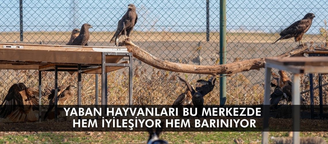 Yaban hayvanları bu merkezde hem iyileşiyor hem barınıyor