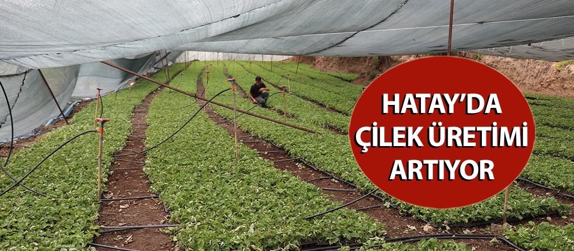 Hatay’da çilek üretimi artıyor