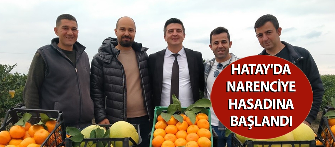 Hatay'da narenciye hasadına başlandı