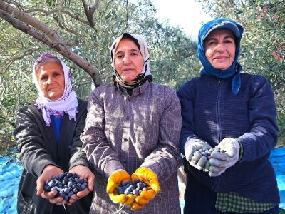 Hatay'da 201 bin tonluk zeytin üretimi bekleniyor