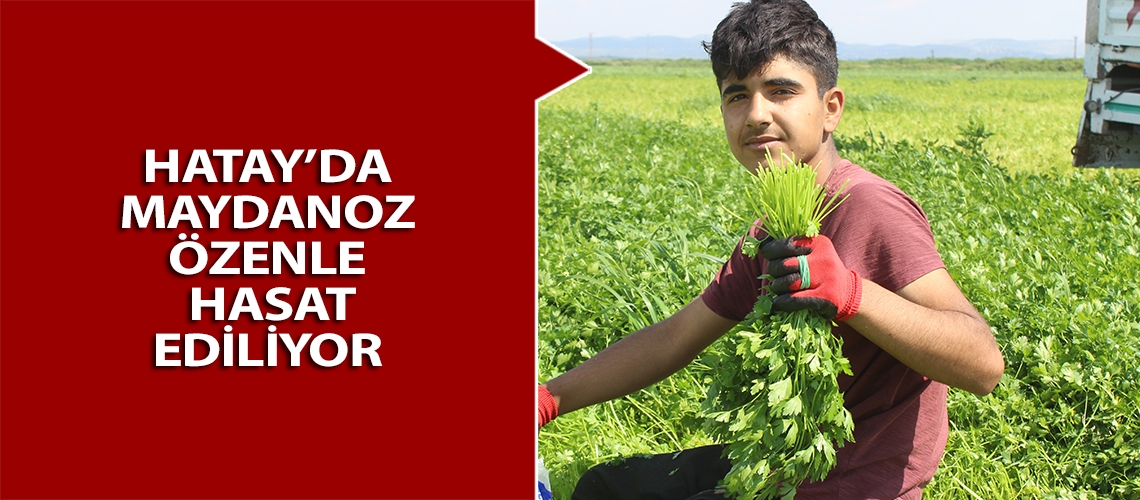 Hatay’da maydanoz özenle hasat ediliyor