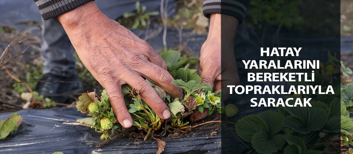 Hatay yaralarını bereketli topraklarıyla saracak