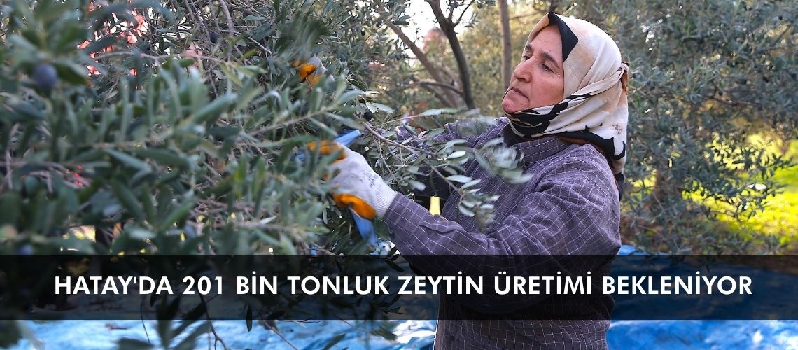 Hatay'da 201 bin tonluk zeytin üretimi bekleniyor