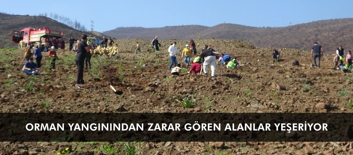 Orman yangınından zarar gören alanlar yeşeriyor