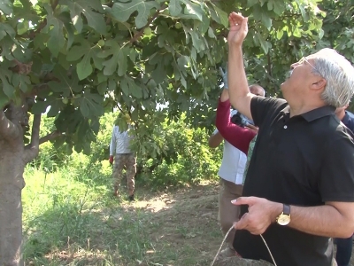 Hatay’da incir sezonu açıldı