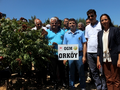 Hatay'da sumak hasadı başladı