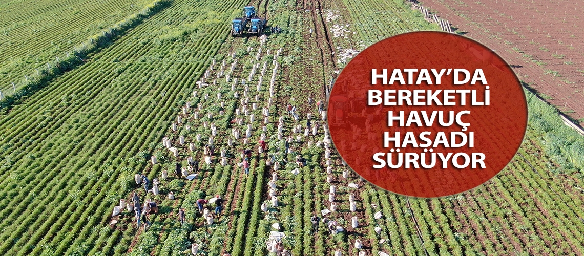 Hatay’da bereketli havuç hasadı sürüyor