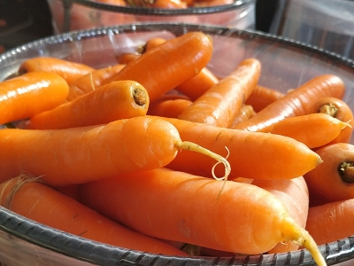 Konya’dan dünyaya havuç ihracatı