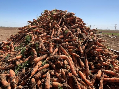 Havuç üretiminin yarısı Kaşınhanı’dan