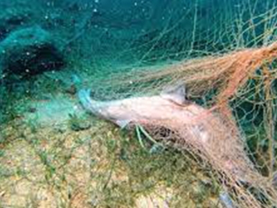 Su kaynakları hayalet ağlardan temizleniyor