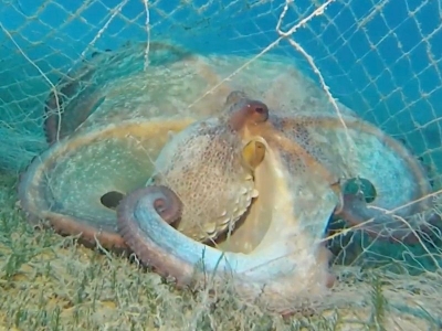 Hayalet ağlar temizleniyor, su canlıları korunuyor