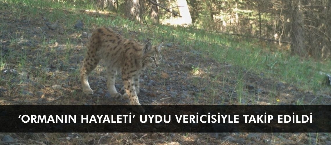 ‘Ormanın hayaleti’ uydu vericisiyle takip edildi