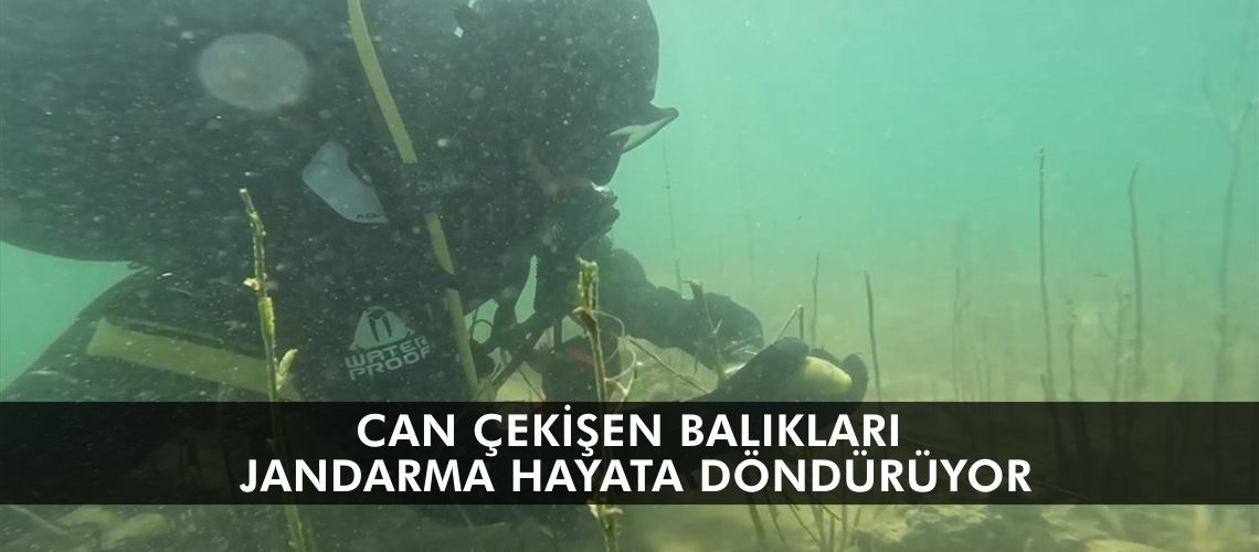 Can çekişen balıkları jandarma hayata döndürüyor