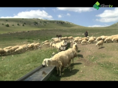 Hayvan Hareketleri ve Hayvanların Kayıt Altına Alınması