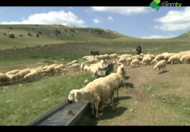 Hayvan Hareketleri ve Hayvanların Kayıt Altına Alınması
