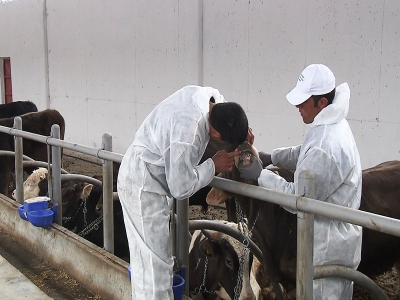 Hayvan Sağlığı ve Ürün Kalitesi