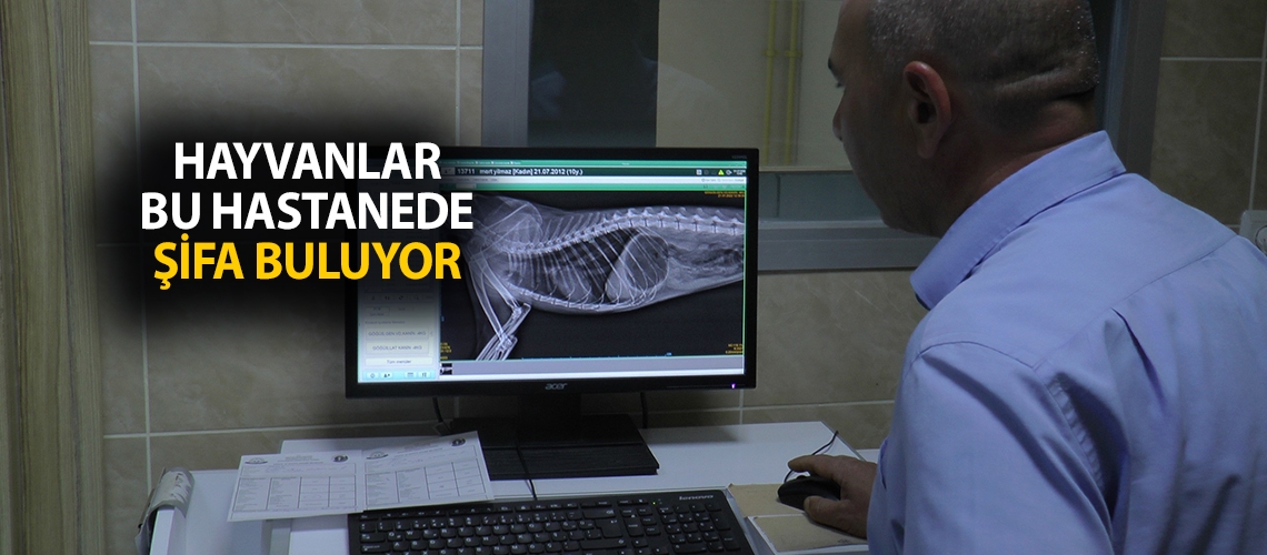 Hayvanlar bu hastanede şifa buluyor