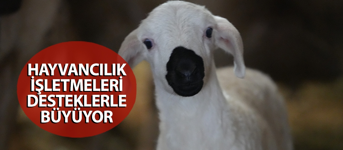 Hayvancılık işletmeleri desteklerle büyüyor
