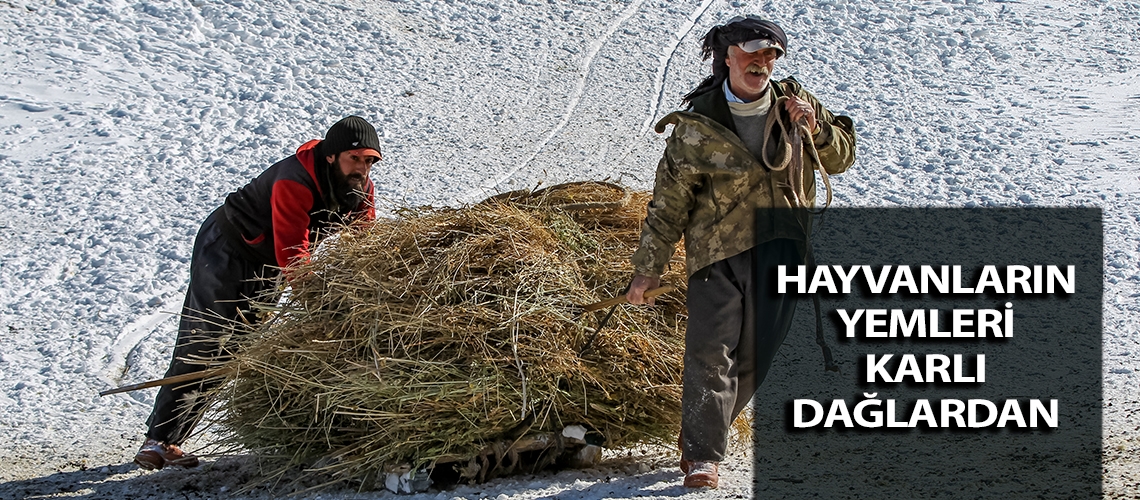 Hayvanların yemleri karlı dağlardan