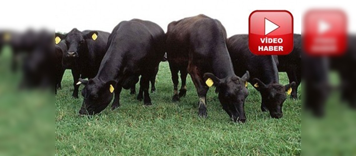 Küpesiz büyükbaş hayvan kalmayacak