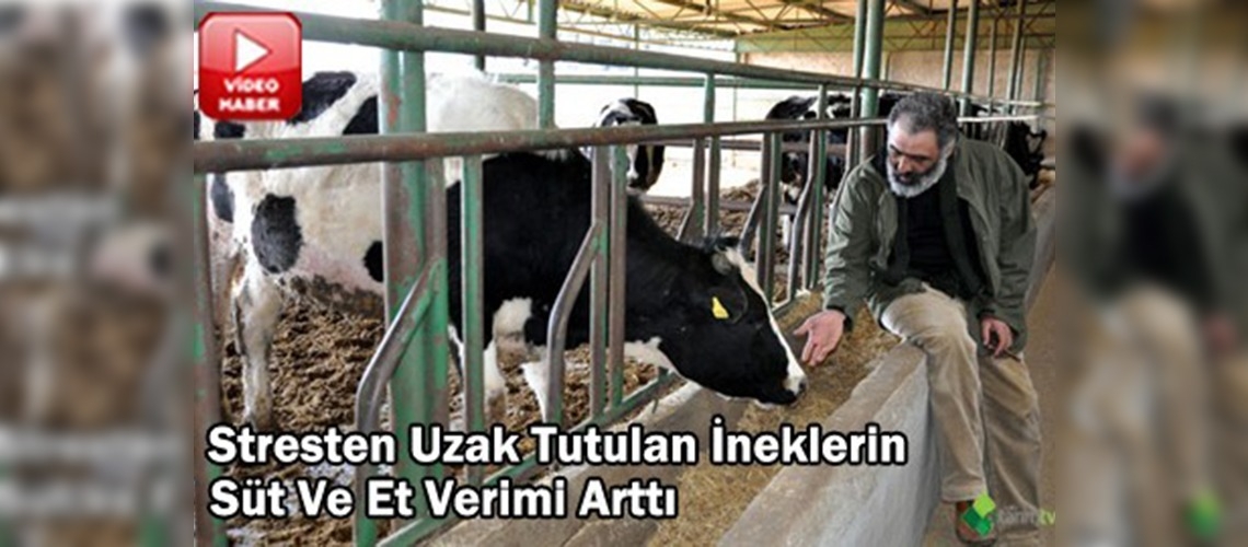 Stres bitti et ve süt verimi arttı