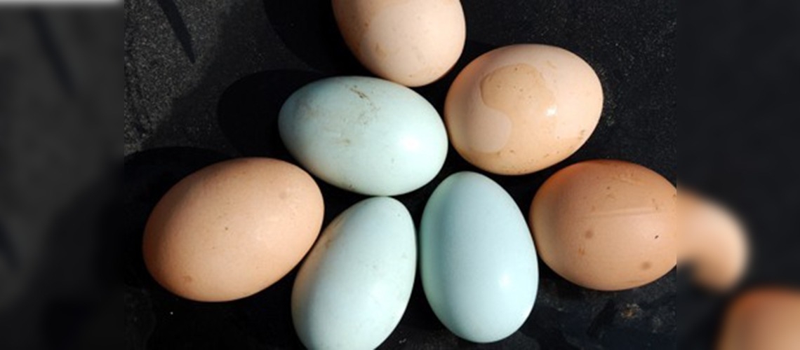 Yeşil kabuklu yumurtalar ilgi çekiyor!