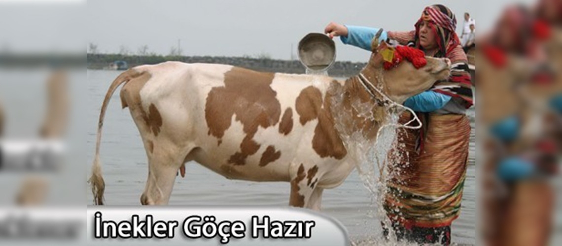 Yayla göçü öncesi inekler denizde temizlendi